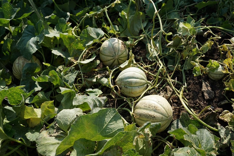 Mermaid Melon Growing